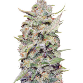 Семена сорта Peyote Critical (Barney's Farm) Семена сорта Peyote Critical (Barney's Farm)