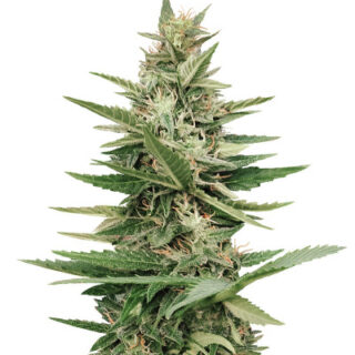 Семена сорта Purple Haze Auto fem (Original Sensible Seeds)