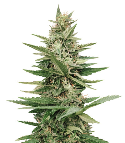 Семена сорта Purple Haze Auto fem (Original Sensible Seeds) Семена сорта Purple Haze Auto fem (Original Sensible Seeds)