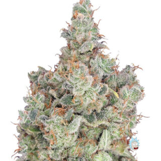 Total Paralysis fem (Heavyweight Seeds) Total Paralysis fem (Heavyweight Seeds)