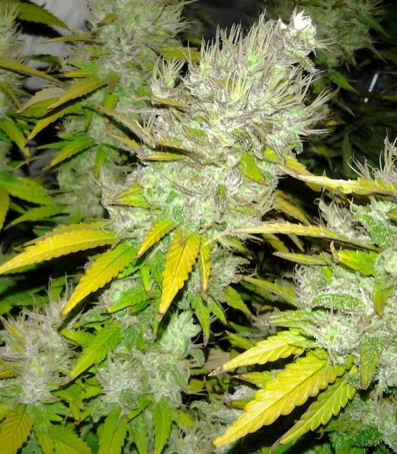 Royal Creamatic auto fem (RQS) семена конопли Royal Creamatic auto fem (RQS) семена конопли — изображение 3