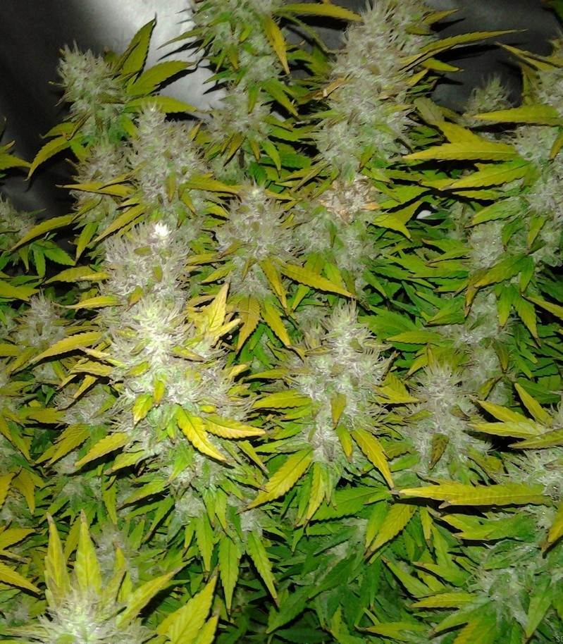 Royal Creamatic auto fem (RQS) семена конопли Royal Creamatic auto fem (RQS) семена конопли — изображение 2