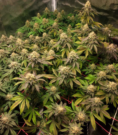 Runtz Punch fem (Herbies Seeds) Runtz Punch fem (Herbies Seeds) — изображение 4