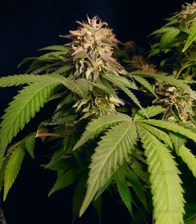 Runtz Punch fem (Herbies Seeds) Runtz Punch fem (Herbies Seeds) — изображение 5
