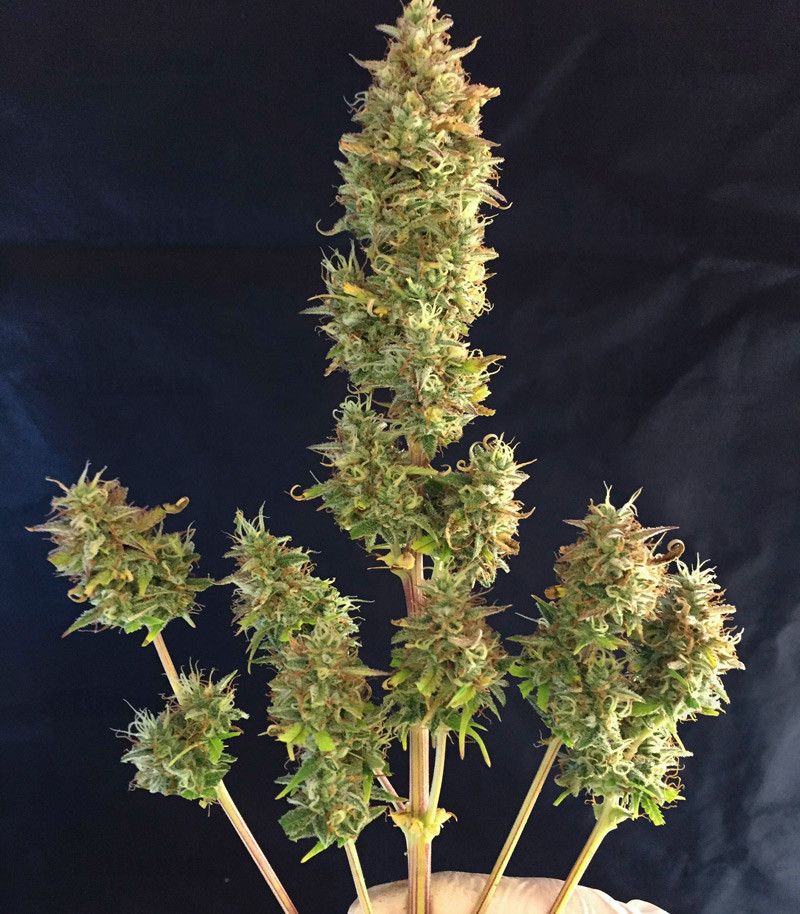 Семена сорта Runtz XL Auto fem (Sweet Seeds) Семена сорта Runtz XL Auto fem (Sweet Seeds) — изображение 3