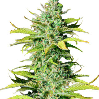 Smoothie Auto fem (FastBuds)