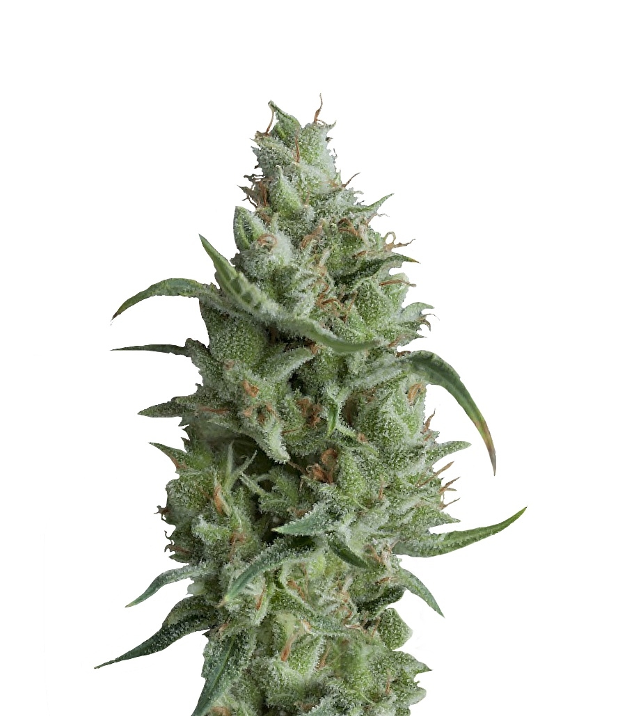 Super OG Kush (Pyramid Seeds) Super OG Kush (Pyramid Seeds)