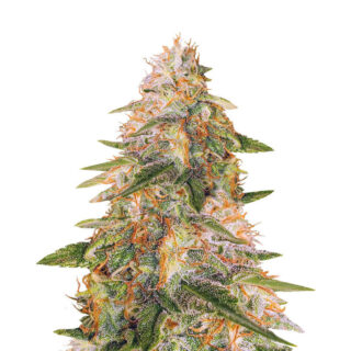 Tropic Punch fem (Heavyweight Seeds) Tropic Punch fem (Heavyweight Seeds)