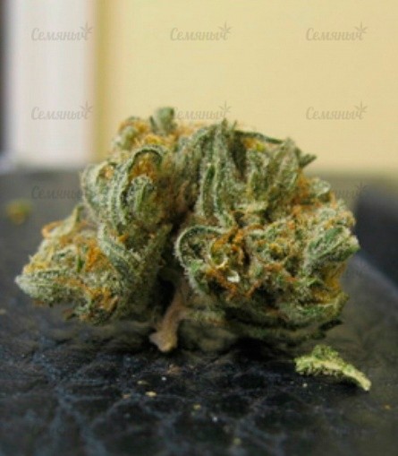 Семена сорта Ultra Sour Kush Семена сорта Ultra Sour Kush — изображение 4