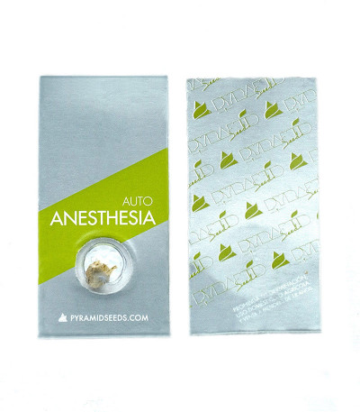 Семена сорта Auto Anesthesia fem (Pyramid Seeds) Семена сорта Auto Anesthesia fem (Pyramid Seeds) — изображение 2