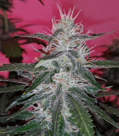 Семена сорта Auto Lennon fem (Pyramid Seeds) Семена сорта Auto Lennon fem (Pyramid Seeds) — изображение 3