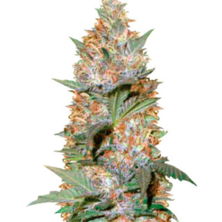 Семена сорта Auto Caramelino (Victory Seeds) Семена сорта Auto Caramelino (Victory Seeds)