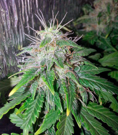 Семена сорта Auto Lennon fem (Pyramid Seeds) Семена сорта Auto Lennon fem (Pyramid Seeds) — изображение 4