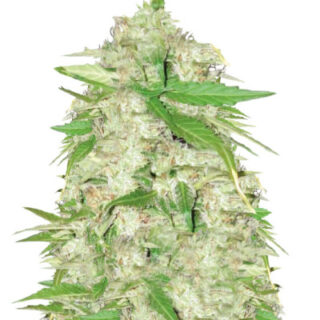 Auto Ultra Power Plant (Victory Seeds) Auto Ultra Power Plant (Victory Seeds)
