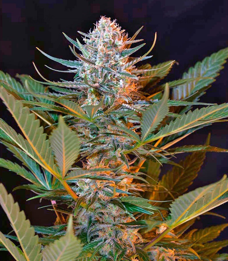 Семена сорта Sativa's Sour Diesel Семена сорта Sativa's Sour Diesel — изображение 6