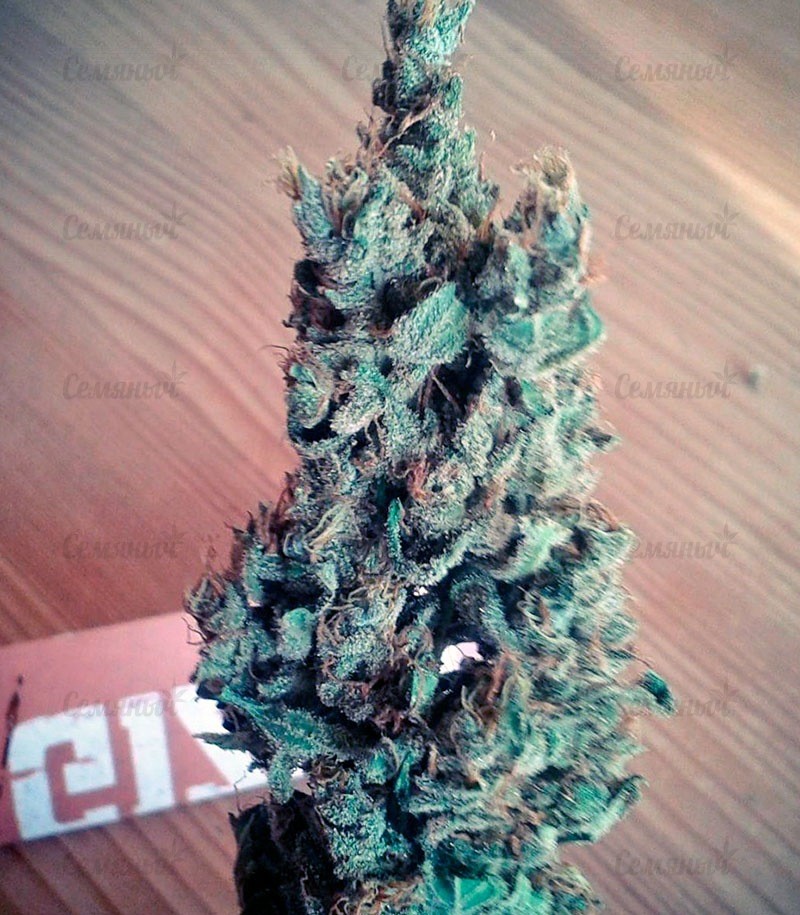 Семена сорта Sativa's Sour Diesel Семена сорта Sativa's Sour Diesel — изображение 7