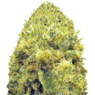 Blow Dream fem (Victory Seeds) семена конопли Blow Dream fem (Victory Seeds) семена конопли