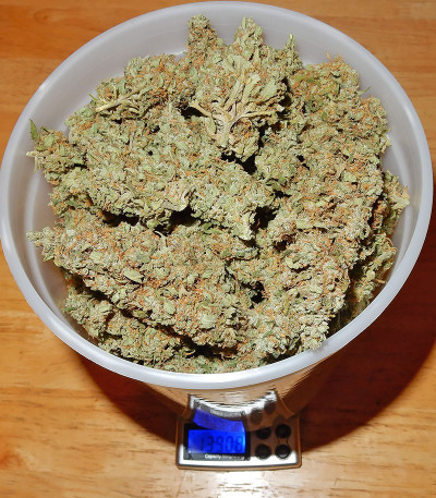 Сорт Blue Dream (Blue Dream'matic) Auto fem (FastBuds) Сорт Blue Dream (Blue Dream'matic) Auto fem (FastBuds) — изображение 3