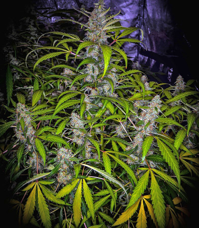 Сорт Blue Dream (Blue Dream'matic) Auto fem (FastBuds) Сорт Blue Dream (Blue Dream'matic) Auto fem (FastBuds) — изображение 4