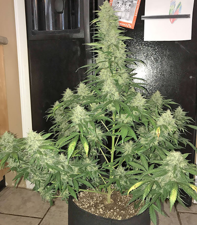 Сорт Blue Dream (Blue Dream'matic) Auto fem (FastBuds) Сорт Blue Dream (Blue Dream'matic) Auto fem (FastBuds) — изображение 5