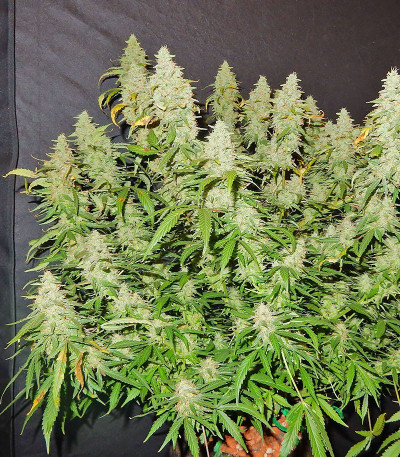 Сорт Blue Dream (Blue Dream'matic) Auto fem (FastBuds) Сорт Blue Dream (Blue Dream'matic) Auto fem (FastBuds) — изображение 6