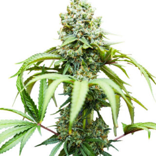 Bruce Banner #3 fem (Blimburn Seeds) семена конопли Bruce Banner #3 fem (Blimburn Seeds) семена конопли