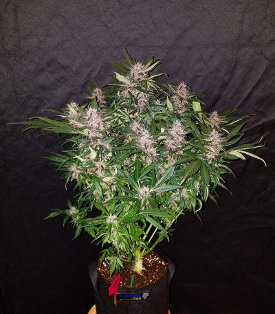 C4 auto fem (FastBuds) семена конопли C4 auto fem (FastBuds) семена конопли — изображение 3