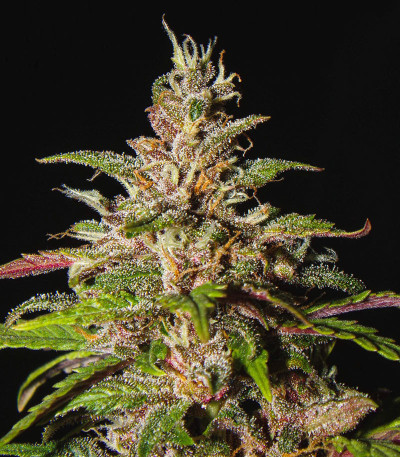C4 auto fem (FastBuds) семена конопли C4 auto fem (FastBuds) семена конопли — изображение 4