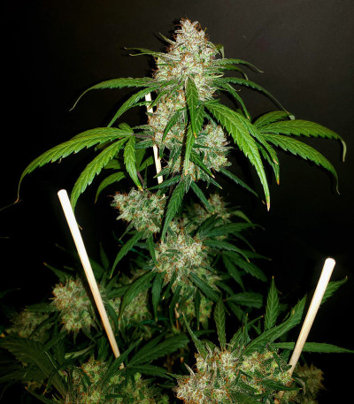 C4 auto fem (FastBuds) семена конопли C4 auto fem (FastBuds) семена конопли — изображение 5