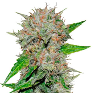 Семена сорта Deep Mandarine CBD fem (Delicious Seeds) Семена сорта Deep Mandarine CBD fem (Delicious Seeds)