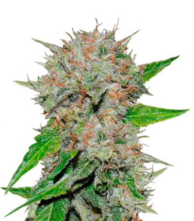 Семена сорта Deep Mandarine CBD fem (Delicious Seeds) Семена сорта Deep Mandarine CBD fem (Delicious Seeds)