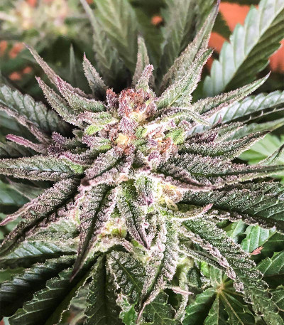 Семена сорта Deep Mandarine CBD fem (Delicious Seeds) Семена сорта Deep Mandarine CBD fem (Delicious Seeds) — изображение 3