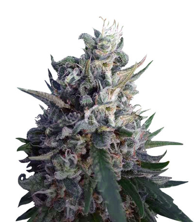 Eleven Roses fem (Delicious Seeds) семена конопли Eleven Roses fem (Delicious Seeds) семена конопли