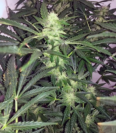 Семена сорта White Widow regular (Dutch Passion) Семена сорта White Widow regular (Dutch Passion) — изображение 2