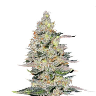 Сорт Fastberry Auto fem (FastBuds) Сорт Fastberry Auto fem (FastBuds)