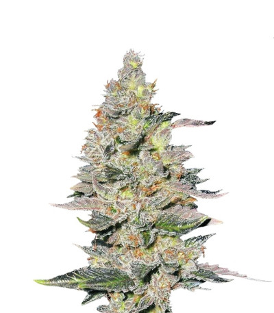 Сорт Fastberry Auto fem (FastBuds) Сорт Fastberry Auto fem (FastBuds)