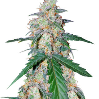 G14 Auto fem (FastBuds) семена конопли G14 Auto fem (FastBuds) семена конопли