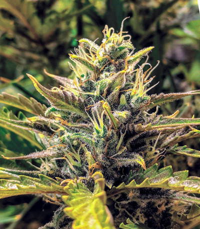 G14 Auto fem (FastBuds) семена конопли G14 Auto fem (FastBuds) семена конопли — изображение 7