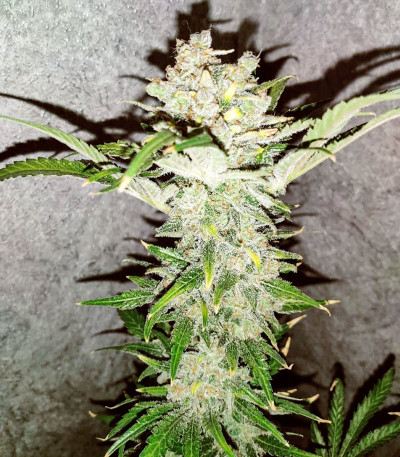 Семена сорта Gelato fem (Cali Buds Seeds) Семена сорта Gelato fem (Cali Buds Seeds) — изображение 4