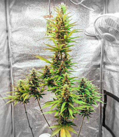 Семена сорта Gelato fem (Cali Buds Seeds) Семена сорта Gelato fem (Cali Buds Seeds) — изображение 5