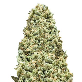 Семена сорта Monster Girl Scout Cookies fem (Monster Genetics) Семена сорта Monster Girl Scout Cookies fem (Monster Genetics)