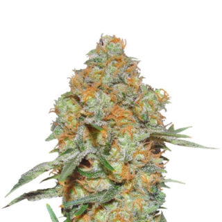 Grapefruit auto fem (FastBuds) семена конопли Grapefruit auto fem (FastBuds) семена конопли