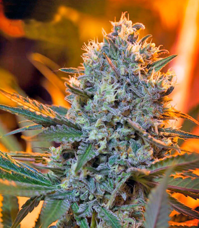 Семена сорта Green Poison F1 Fast Version fem (Sweet Seeds) Семена сорта Green Poison F1 Fast Version fem (Sweet Seeds) — изображение 3