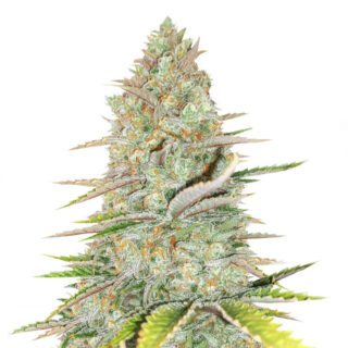 Сорт Monster Gelato Auto fem (Monster Genetics)