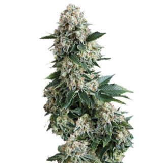 Сорт New York City fem (Pyramid Seeds)
