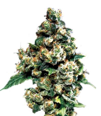 Jack Herer (GHS) семена конопли Jack Herer (GHS) семена конопли