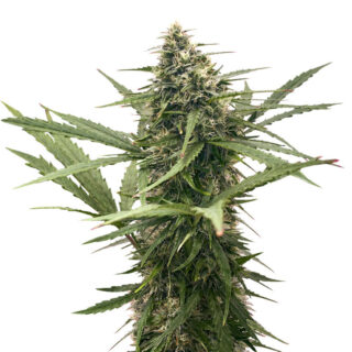 Семена сорта Original Glue Auto fem (Nirvana Seeds) Семена сорта Original Glue Auto fem (Nirvana Seeds)