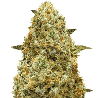 Семена сорта Monster Pebbles fem (Monster Genetics) Семена сорта Monster Pebbles fem (Monster Genetics)
