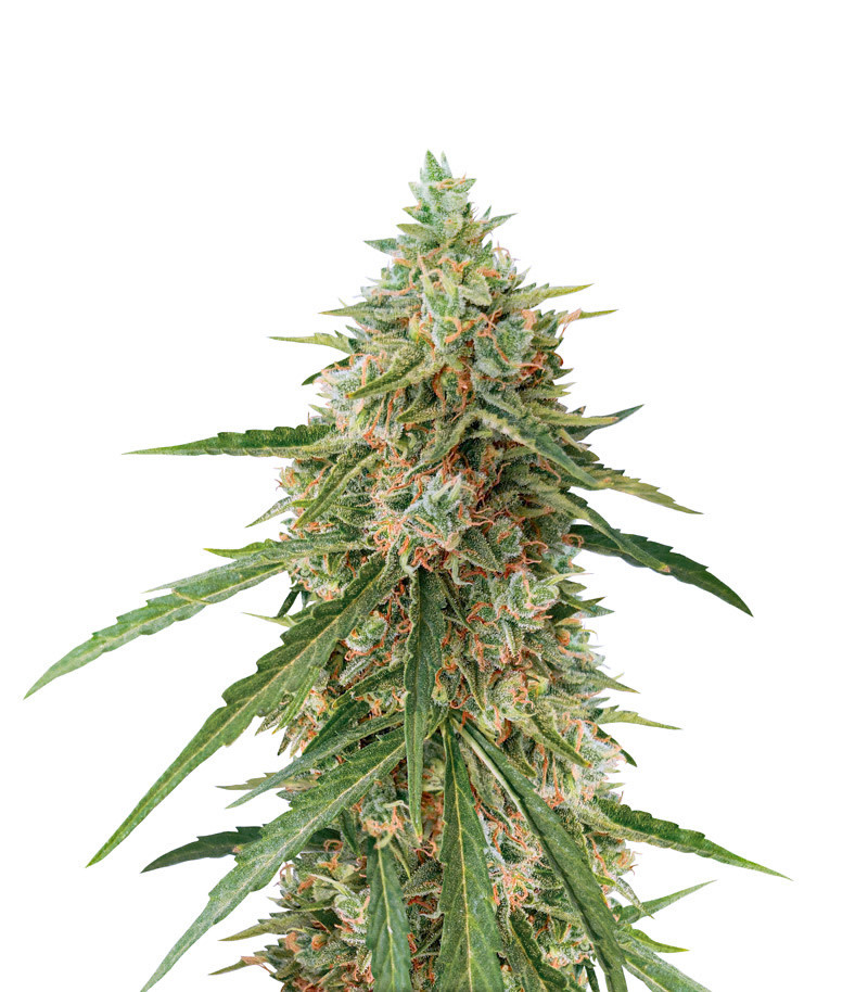Семена сорта Auto Lennon fem (Pyramid Seeds) Семена сорта Auto Lennon fem (Pyramid Seeds)