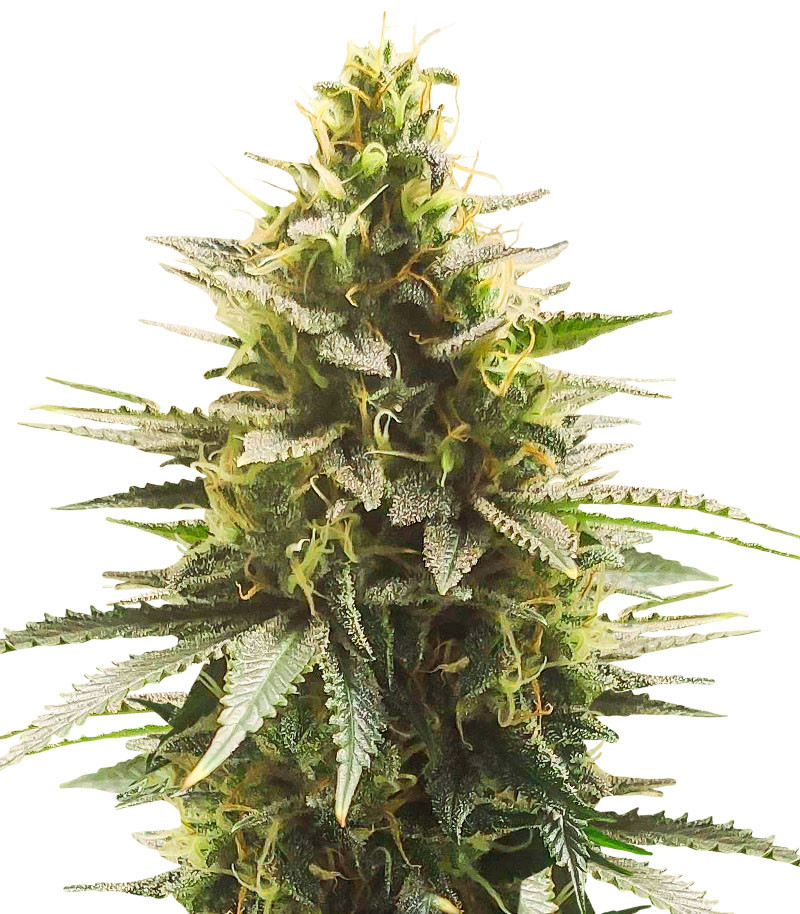Семена сорта Gelato #33 Fast fem (Advanced Seeds) Семена сорта Gelato #33 Fast fem (Advanced Seeds)